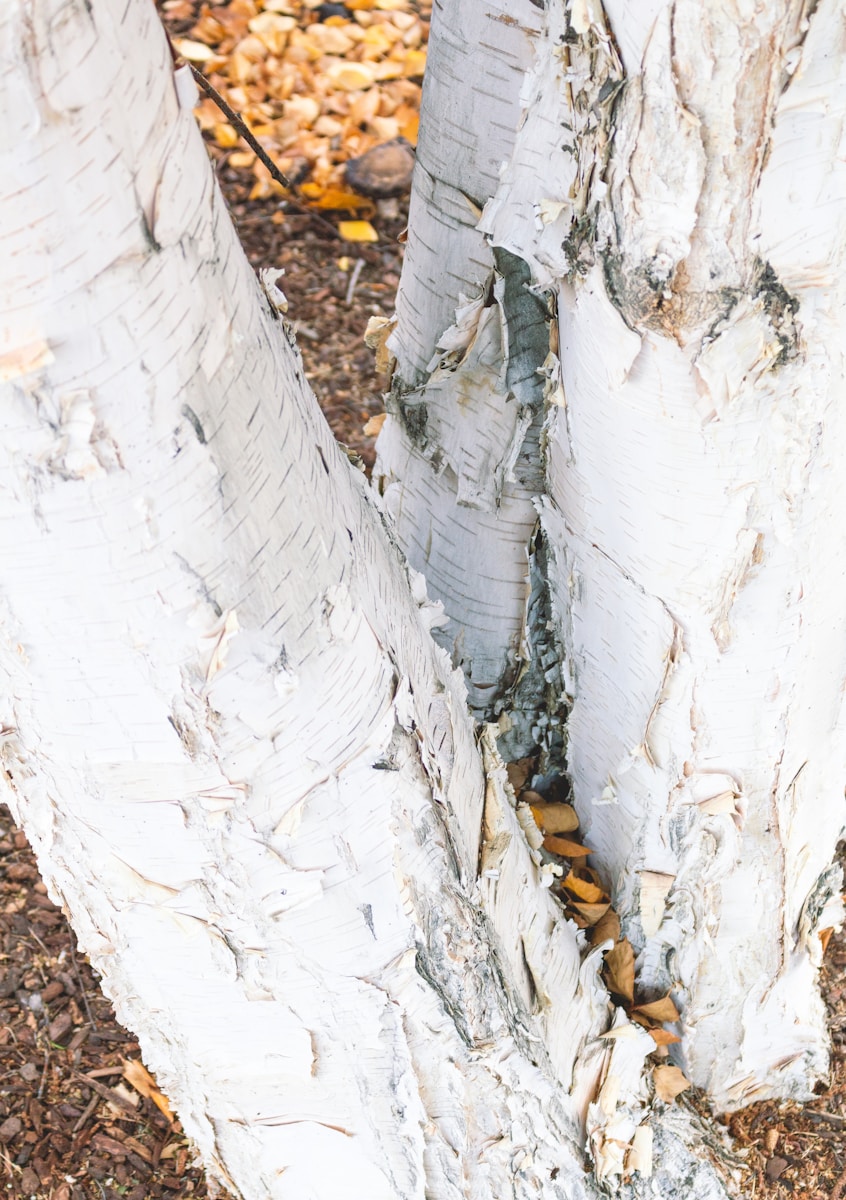 Arbre à écorce blanche : illuminez votre jardin avec ces espèces remarquables