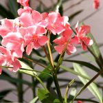Quand et comment tailler un laurier-rose pour une floraison éclatante