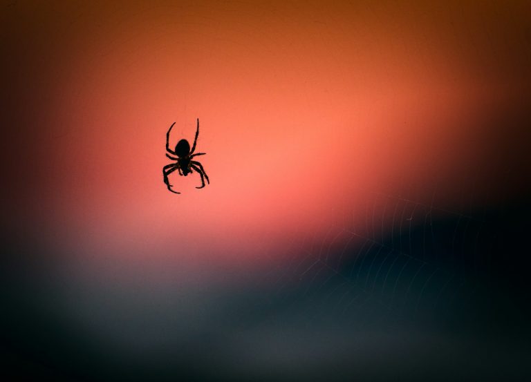 Comment éloigner les araignées avec des plantes répulsives : un guide naturel et efficace