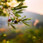 Guide ultime des variétés d’olivier : choisissez la meilleure pour votre jardin