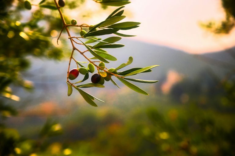 Guide ultime des variétés d’olivier : choisissez la meilleure pour votre jardin