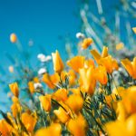 Les meilleures fleurs vivaces à longue floraison pour un jardin éclatant
